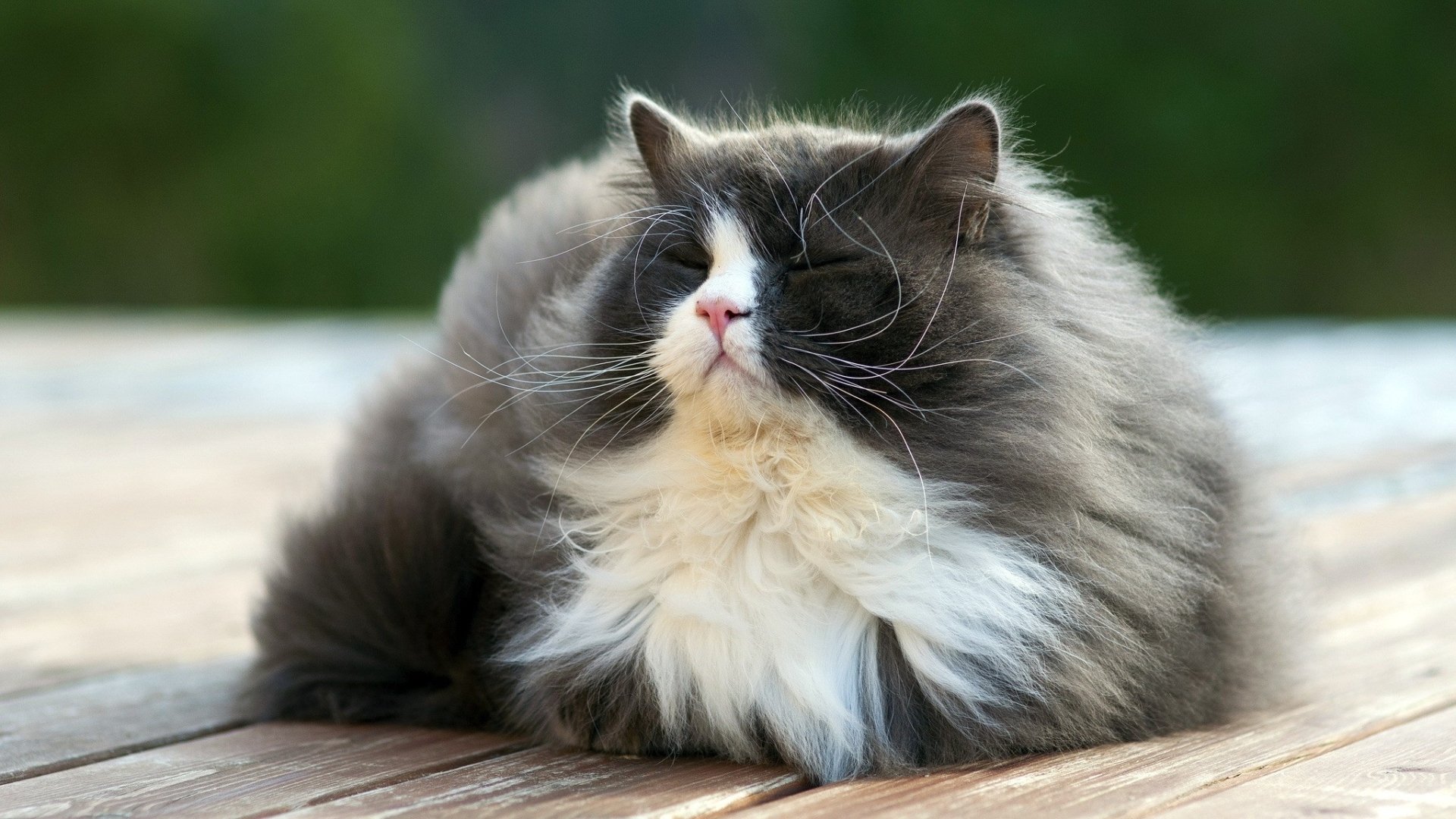 A fluffy gray cat with a white chest sits calmly on a wooden surface, creating a serene atmosphere. This high-definition image serves as an appealing desktop wallpaper.