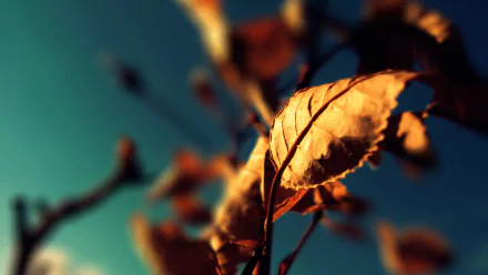 photography macro HD Desktop Wallpaper | Background Image