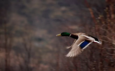 Animal mallard HD Desktop Wallpaper | Background Image
