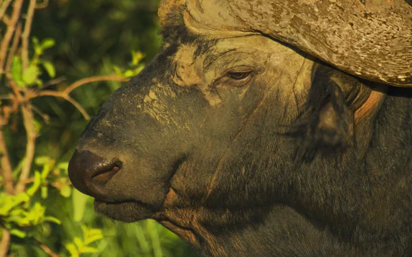 Animal african buffalo HD Desktop Wallpaper | Background Image
