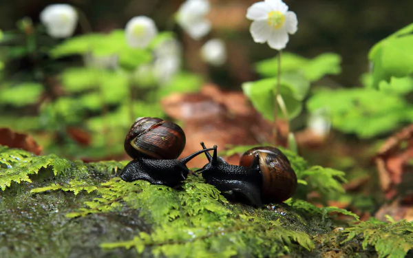Animal snail HD Desktop Wallpaper | Background Image