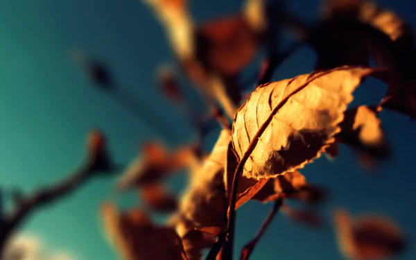 photography macro HD Desktop Wallpaper | Background Image