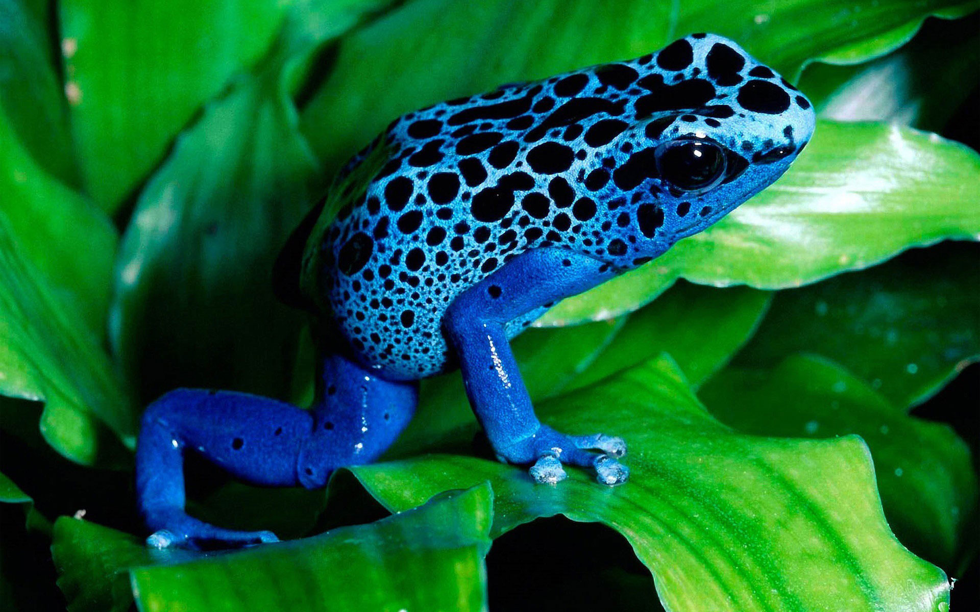 Animal Poison dart frog HD Wallpaper | Background Image