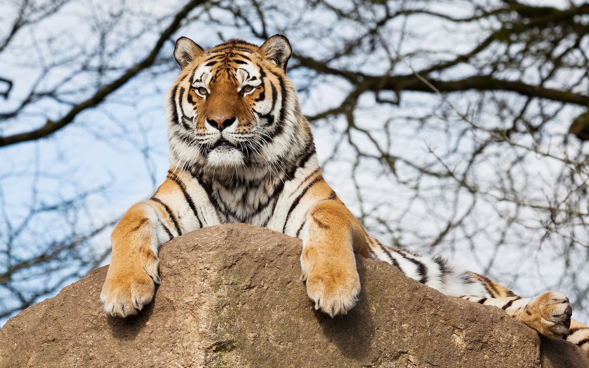 Animal Tiger HD Wallpaper