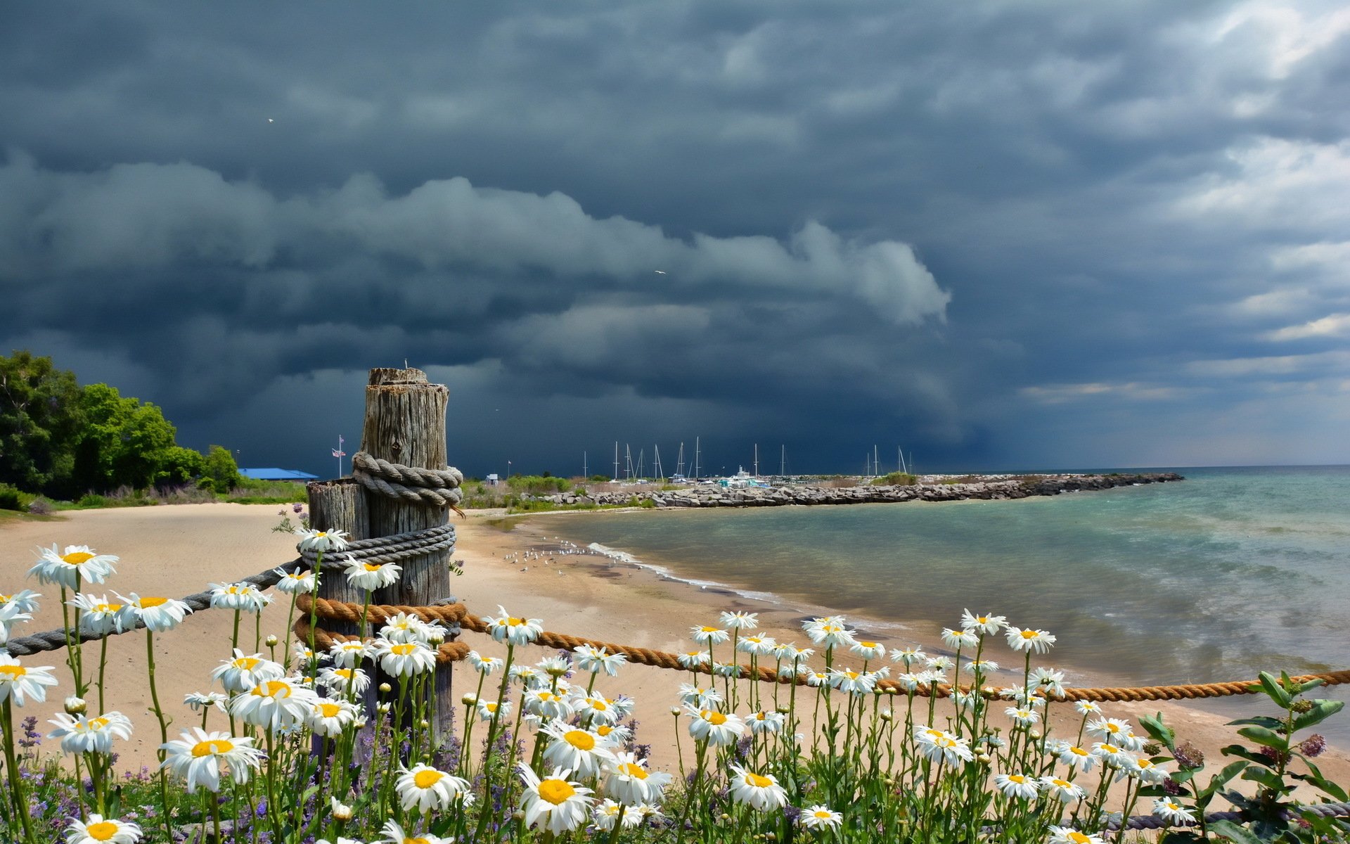 A serene coastal landscape features white daisies in the foreground, leading to a sandy beach and dark storm clouds gathering over the water, creating a striking nature backdrop.