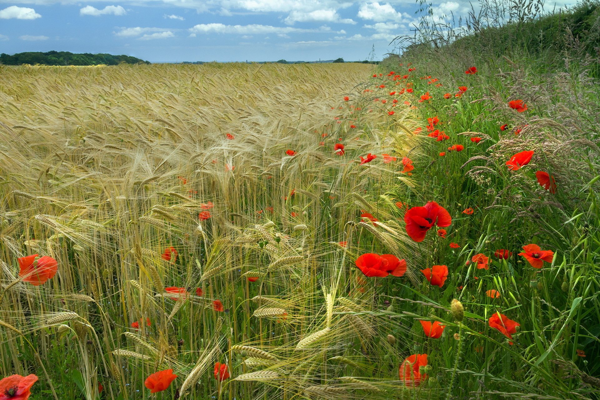 HD nature desktop wallpaper featuring a golden wheat field bordered by vibrant red poppies under a blue sky with scattered clouds.