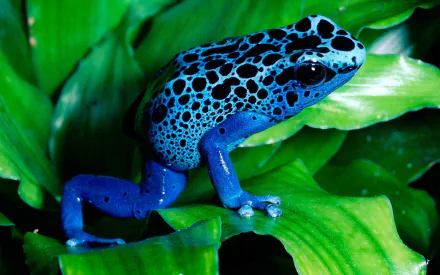 A vibrant blue poison dart frog resting on green leaves, showcasing its striking colors in a high-definition PC desktop wallpaper.