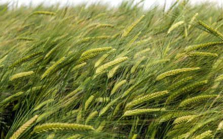 nature wheat HD Desktop Wallpaper | Background Image