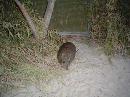 Animal potoroo HD Desktop Wallpaper | Background Image