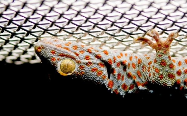Animal Tokay Gecko Reptiles Geckos HD Wallpaper | Background Image