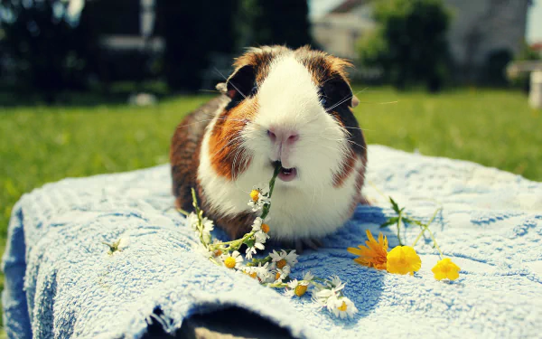 A charming guinea pig sits on a blue towel, munching on a flower while surrounded by greenery and blooming flowers, captured beautifully for an HD desktop wallpaper.