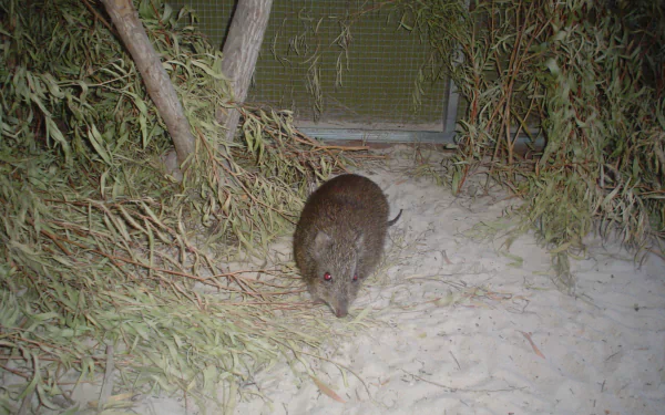 Animal potoroo HD Desktop Wallpaper | Background Image