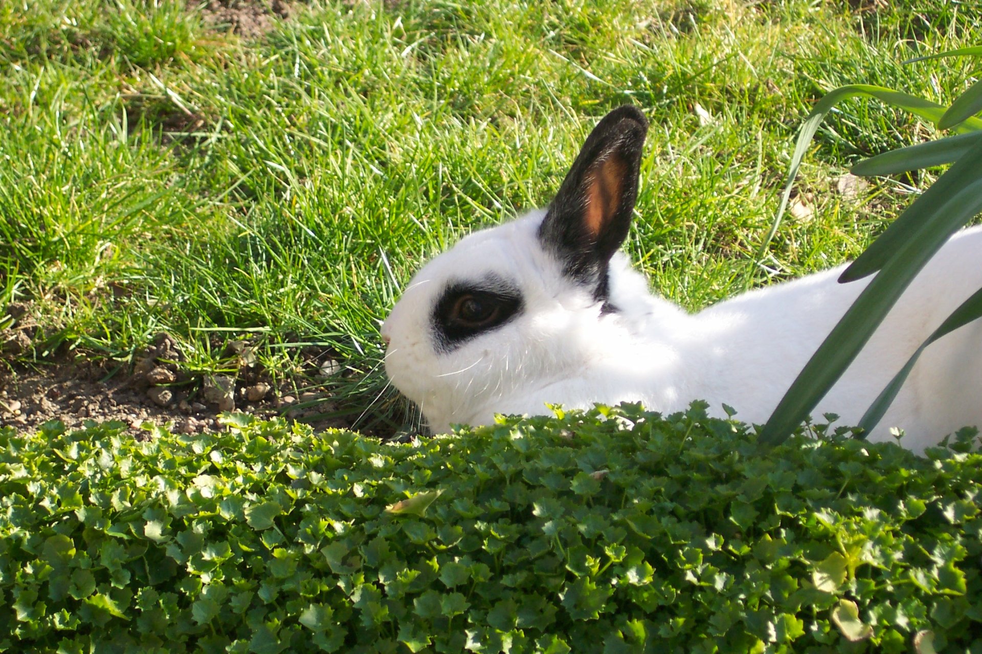 White rabbit animal with black ear and eye markings resting in grass — HD PC desktop wallpaper/background.