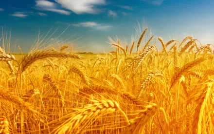 nature wheat HD Desktop Wallpaper | Background Image