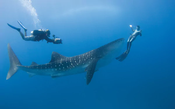 A stunning HD desktop wallpaper featuring a whale shark gracefully swimming underwater, accompanied by scuba divers capturing the moment in the vibrant blue ocean.