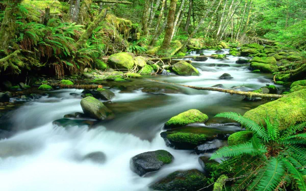 forest nature daintree rainforest HD Desktop Wallpaper | Background Image