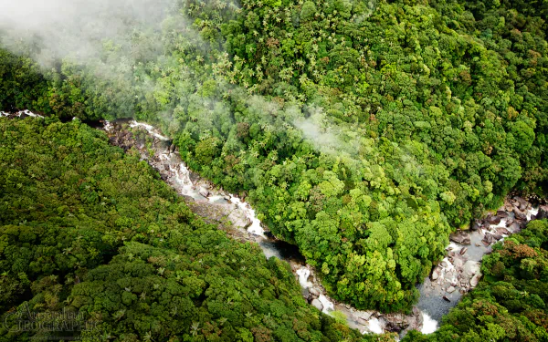 forest nature daintree rainforest HD Desktop Wallpaper | Background Image