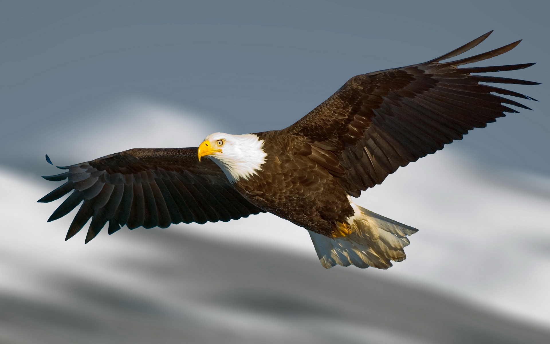 Bald Eagle  Full HD Wallpaper  and Background Image 