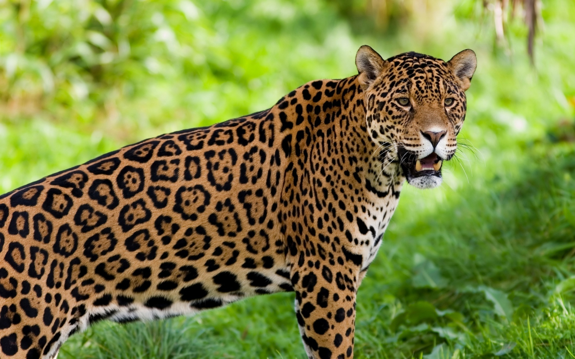 Jaguar HD Wallpaper