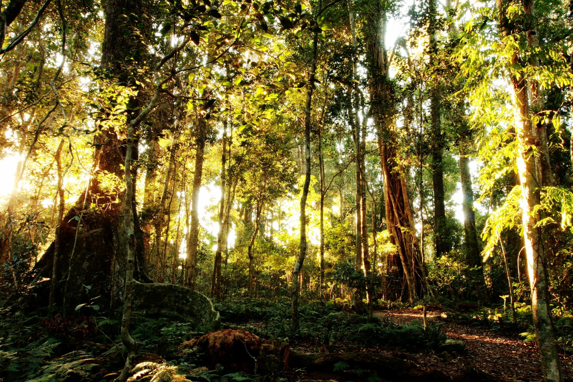 Sunlit rainforest with tall trees, mossy logs and ferns in Lamington National Park — 4K Ultra HD PC desktop wallpaper/background.
