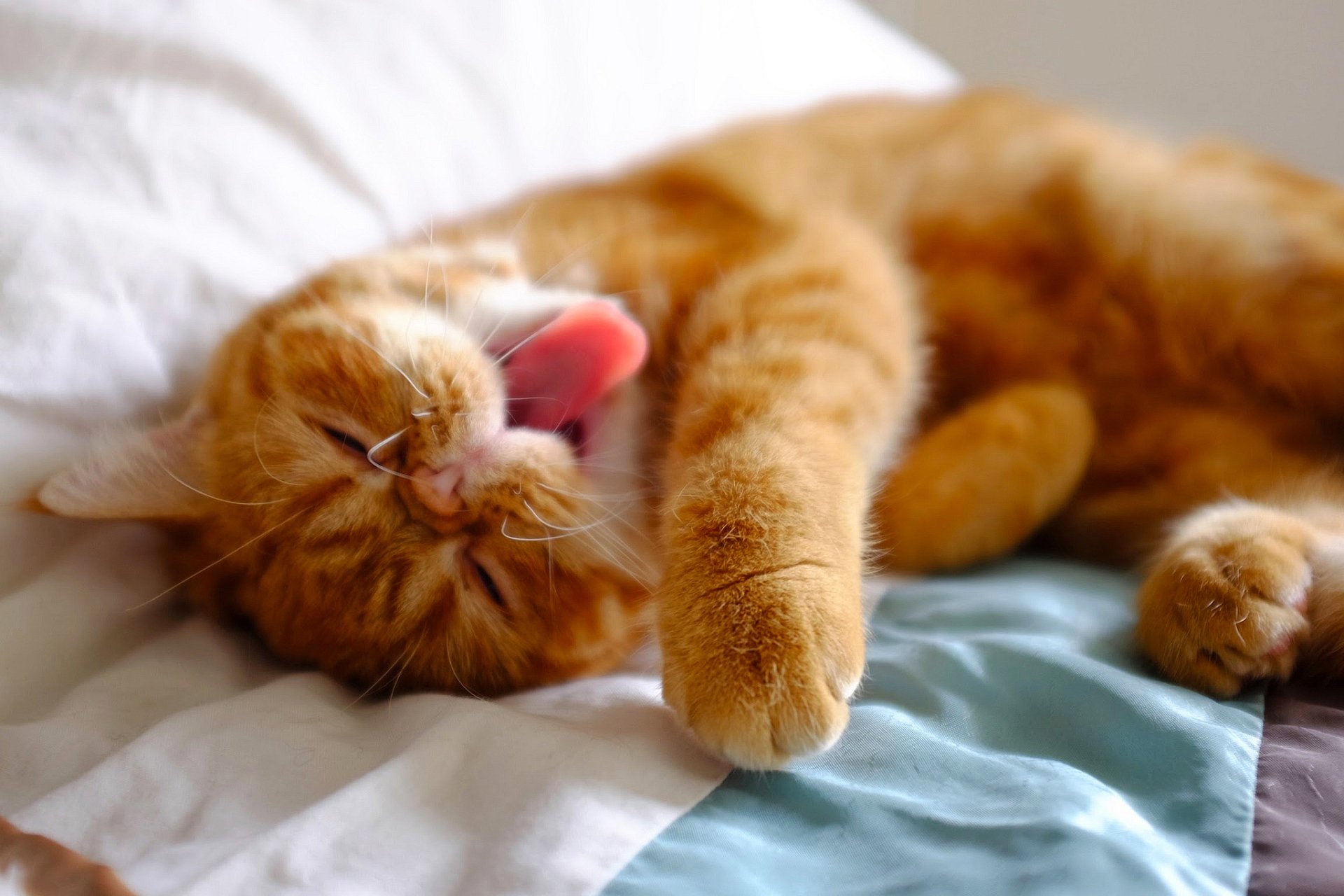 A cozy orange cat yawns while lounging on a colorful blanket, creating a warm and charming atmosphere for an HD desktop wallpaper or background.