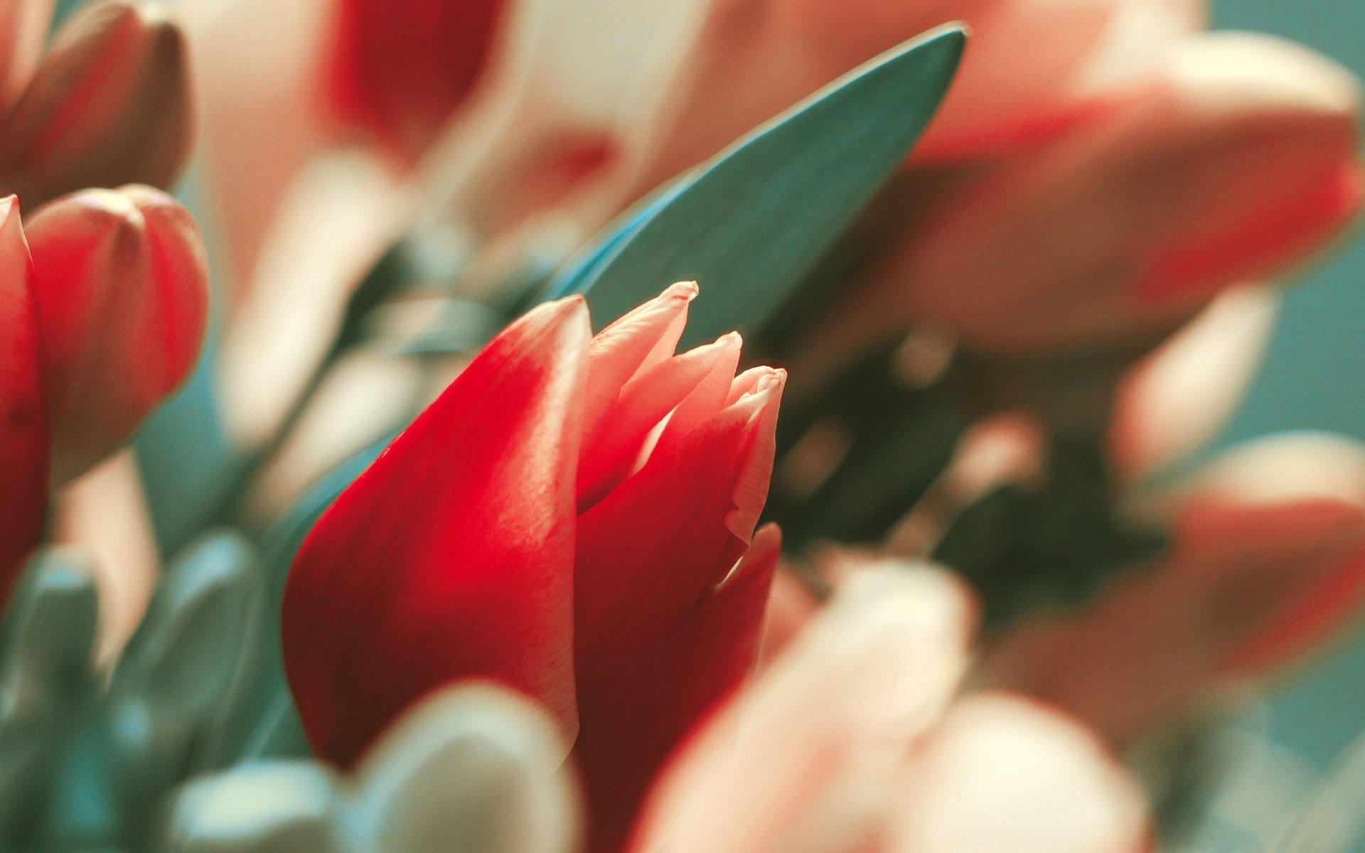Download Red Flower Bud Flower Nature Tulip HD Wallpaper | 1920x1200 ...