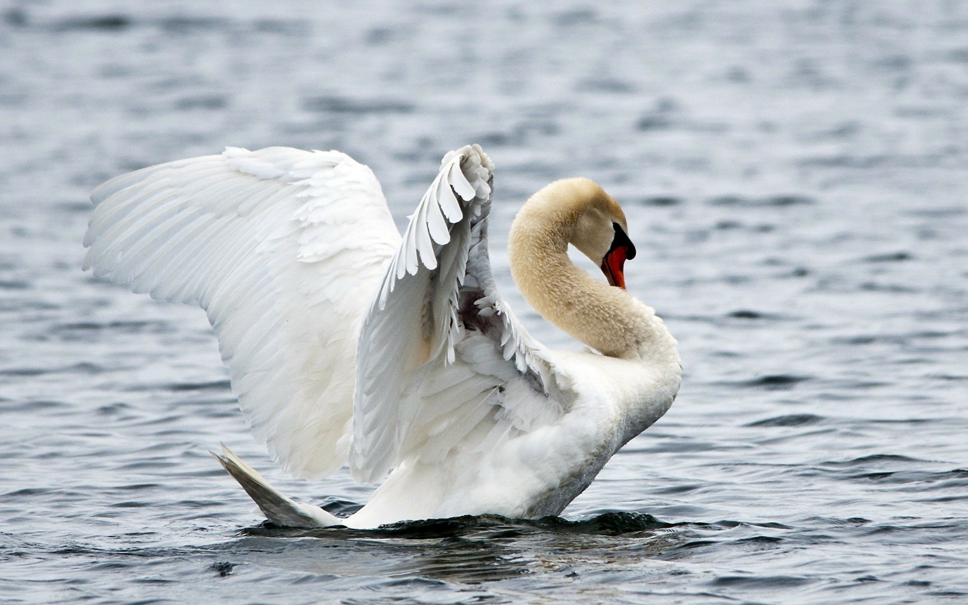 Animal Mute swan HD Wallpaper