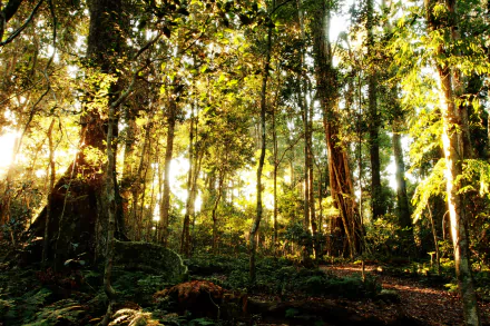 Sunlit rainforest with tall trees, mossy logs and ferns in Lamington National Park — 4K Ultra HD PC desktop wallpaper/background.