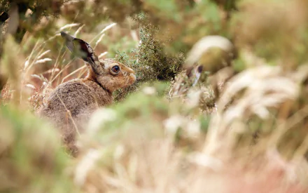 HD desktop wallpaper featuring a hare nestled in tall grass, blending with its natural surroundings in a soft, earthy color palette.