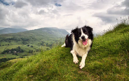 A happy border collie rests on a grassy hill, overlooking a picturesque landscape of rolling hills and cloudy skies, creating a serene HD desktop wallpaper.