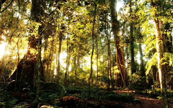 Sunlit rainforest with tall trees, mossy logs and ferns in Lamington National Park — 4K Ultra HD PC desktop wallpaper/background.