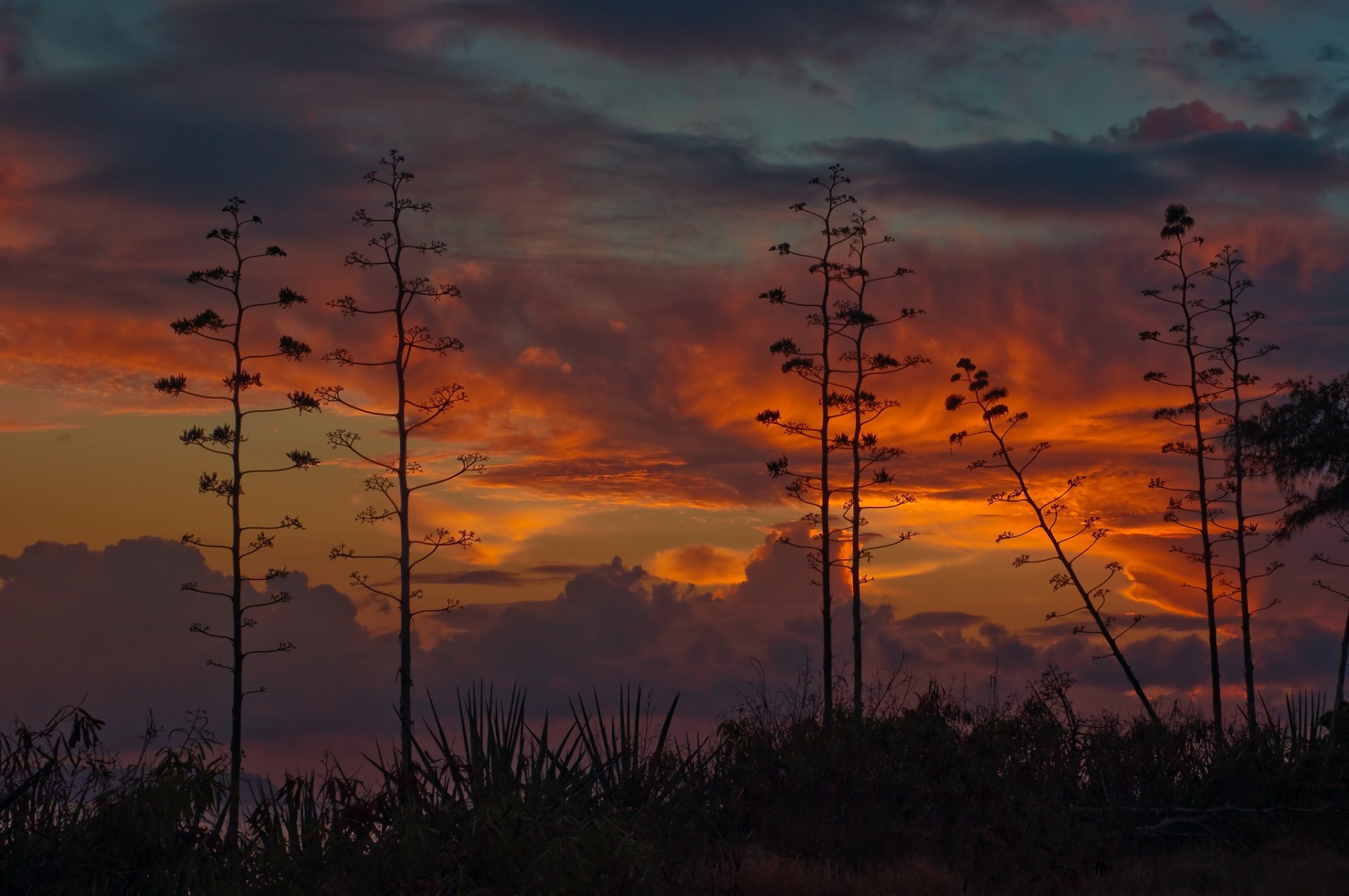HD PC desktop wallpaper featuring a vibrant sunset with silhouetted tall plants against a colorful sky in a natural setting.