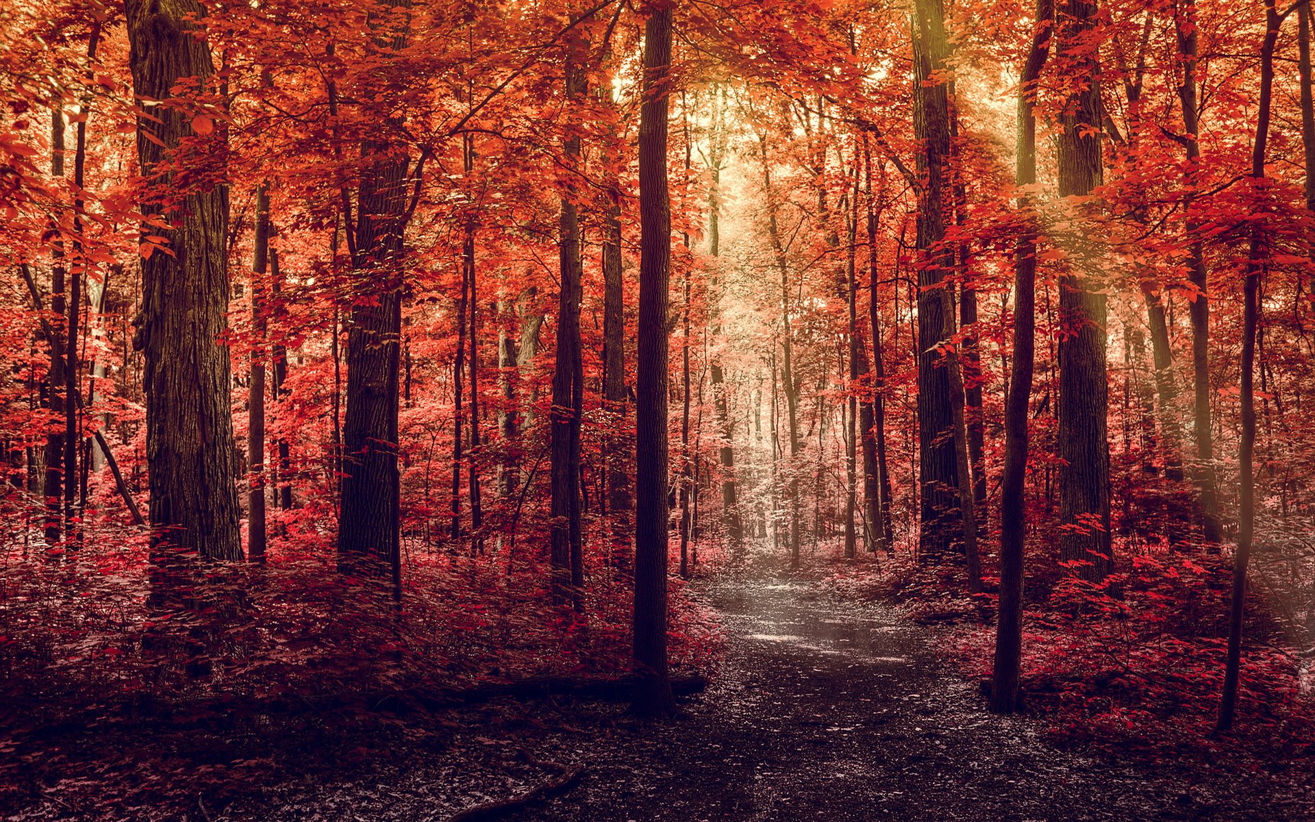 Download Nature Forest HD Wallpaper | 1920x1200 | Wallpaper Abyss