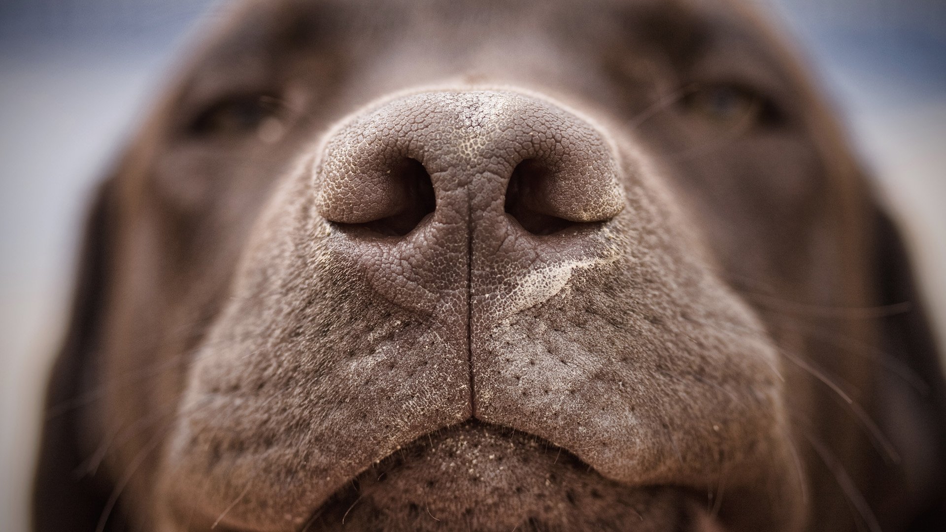 Download Animal Dog HD Wallpaper