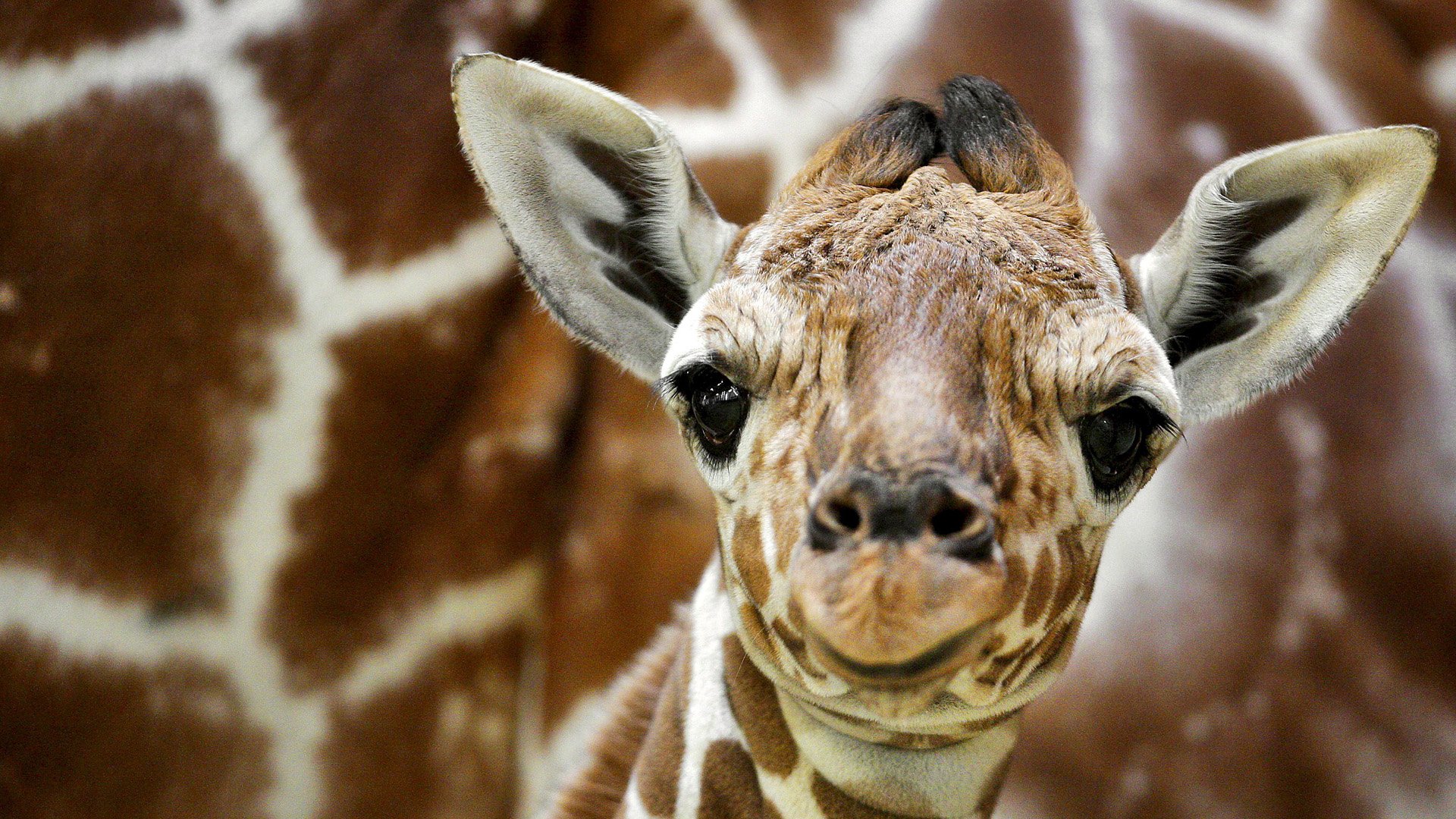 Animal Giraffe HD Wallpaper