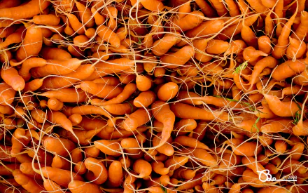 A vibrant close-up of freshly harvested carrots, showcasing their rich orange colors and intricate root structures, serving as a lively HD desktop wallpaper or background.