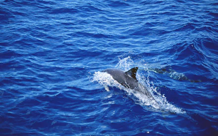 HD desktop wallpaper featuring a dolphin gliding through vibrant blue ocean waters.