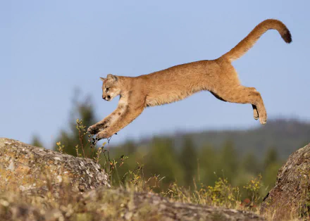A majestic cougar leaps gracefully through a natural landscape, capturing its powerful elegance. This stunning image serves as an HD wallpaper and background for wildlife enthusiasts.