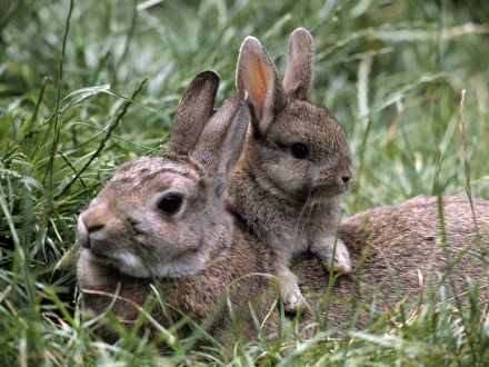 A serene HD desktop wallpaper featuring a hare and its young, nestled together in lush green grass, showcasing the beauty of nature and wildlife.