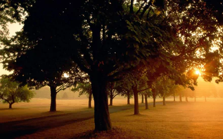 nature sunbeam HD Desktop Wallpaper | Background Image