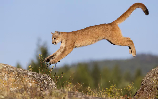 A majestic cougar leaps gracefully through a natural landscape, capturing its powerful elegance. This stunning image serves as an HD wallpaper and background for wildlife enthusiasts.