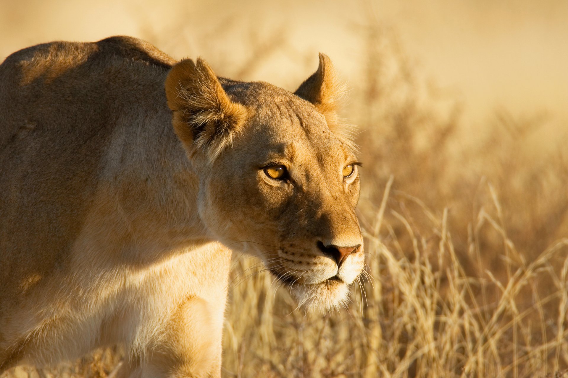 Close-up of a lioness in golden light, captured in 4K Ultra HD, showcasing the animal’s focused gaze and natural habitat for a stunning PC desktop wallpaper.