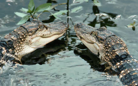 HD desktop wallpaper featuring two alligators facing each other in water, surrounded by floating leaves and natural aquatic vegetation.