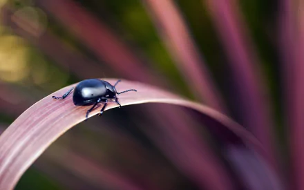 Animal beetle HD Desktop Wallpaper | Background Image