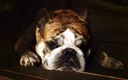 Animal bulldog HD Desktop Wallpaper | Background Image