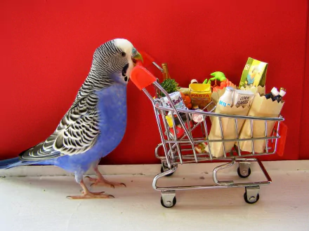 A vibrant blue budgie stands next to a miniature shopping cart filled with various items, set against a bold red background. This image serves as an engaging desktop wallpaper.