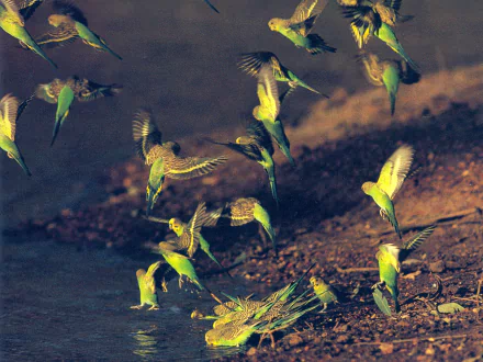  budgie