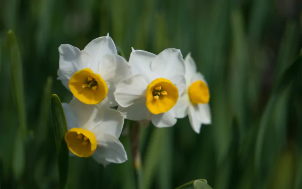 nature daffodil HD Desktop Wallpaper | Background Image