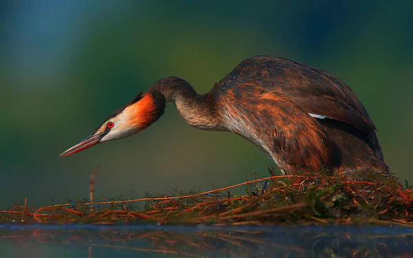  Great Crested Grebe (podiceps cristatus)