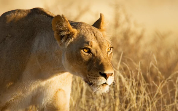 Close-up of a lioness in golden light, captured in 4K Ultra HD, showcasing the animal’s focused gaze and natural habitat for a stunning PC desktop wallpaper.